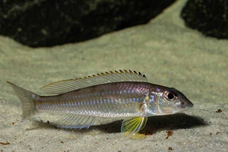 Reganochromis calliurus 'Kalalangabo'